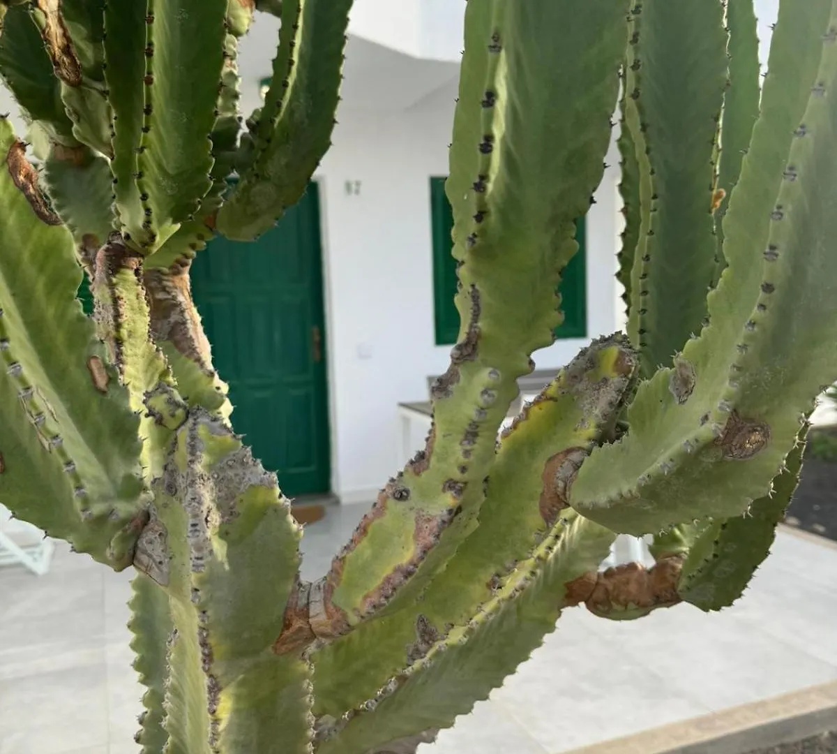 Cotillo Apartamento